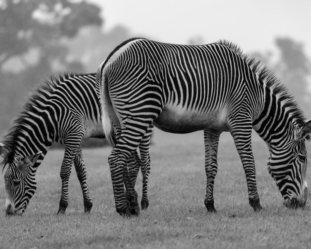 zebra-stripes-mammal-animal-safari-5651454